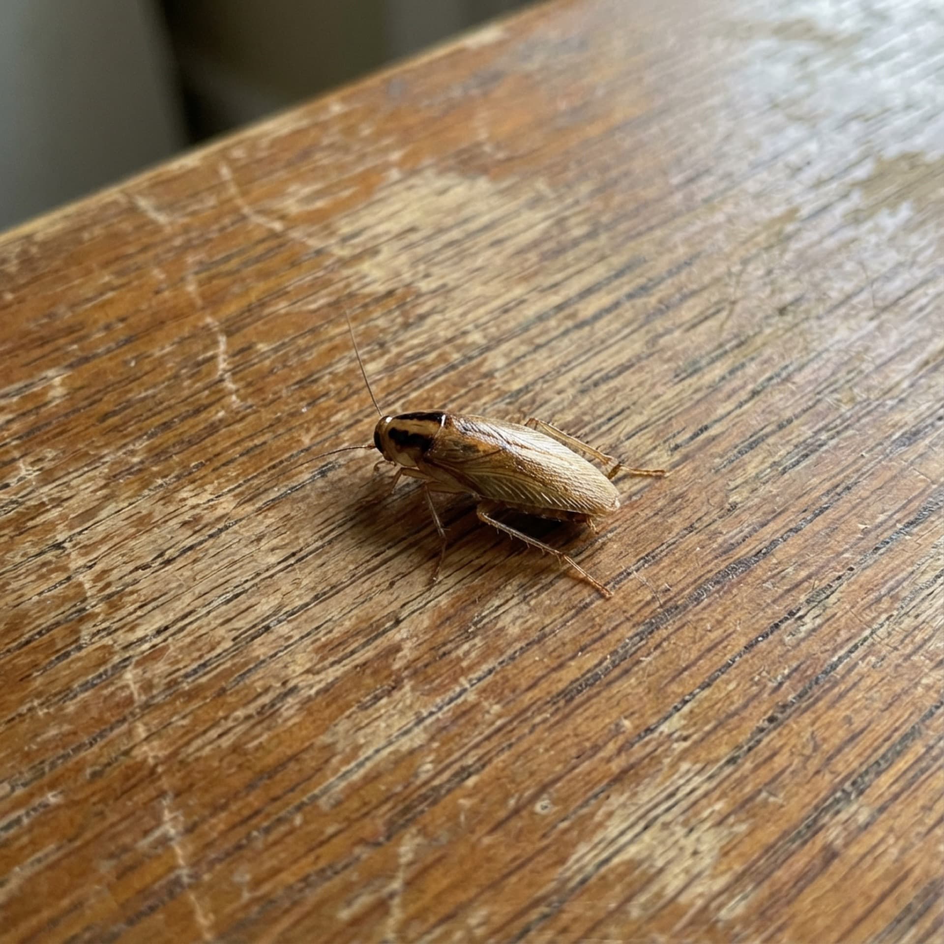 Cockroach Extermination